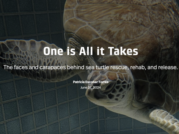 One is all it takes: The faces and carapaces behind sea turtle rescue, rehab, and release. a feature story by Patricia Escobar Torres.